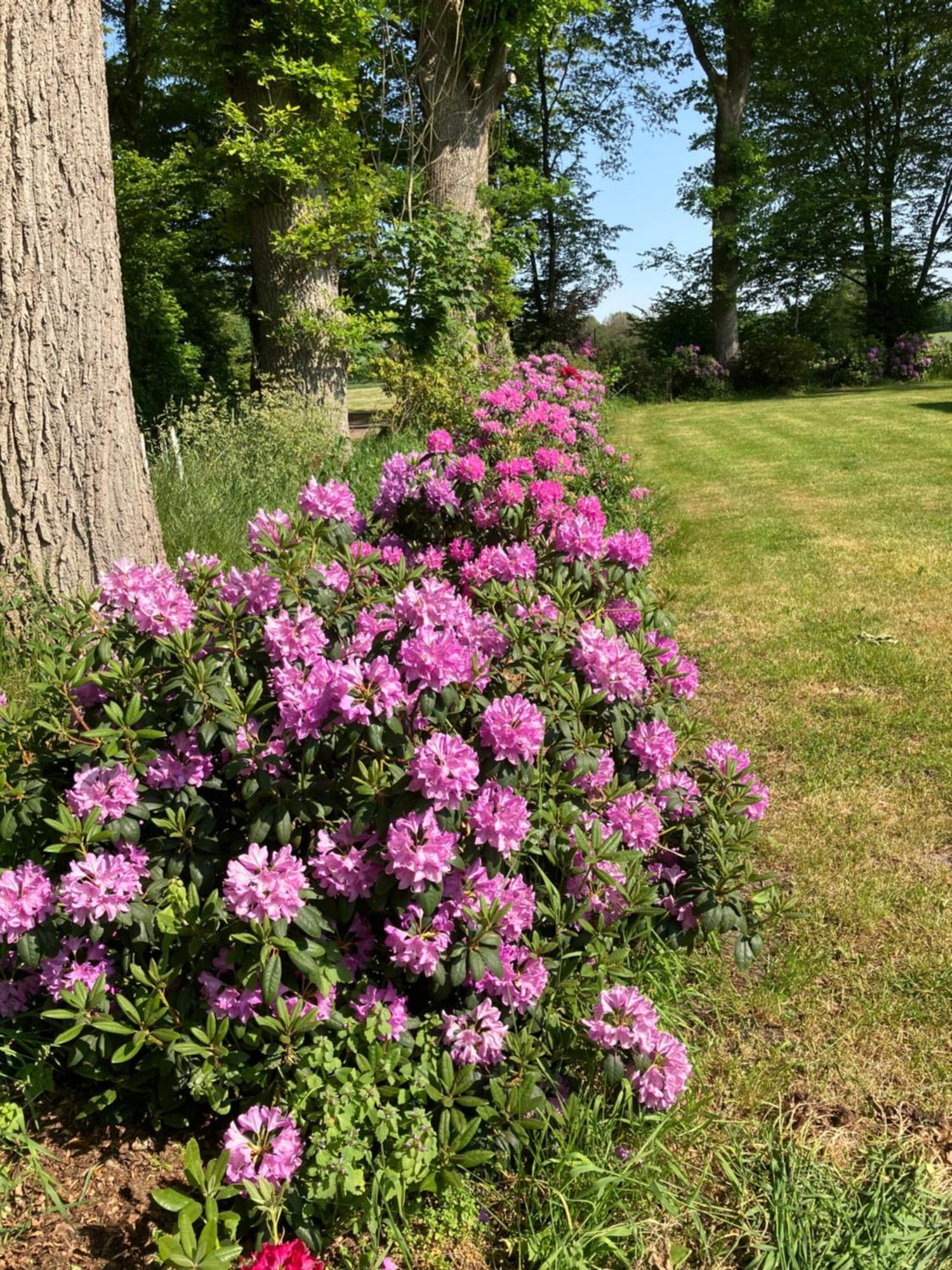 Haus Wald Und Wiese Wohnung Wiese Ehndorf エクステリア 写真